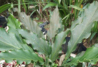 GELOMBANG CINTA: ANTHORIUM PLOWMANII