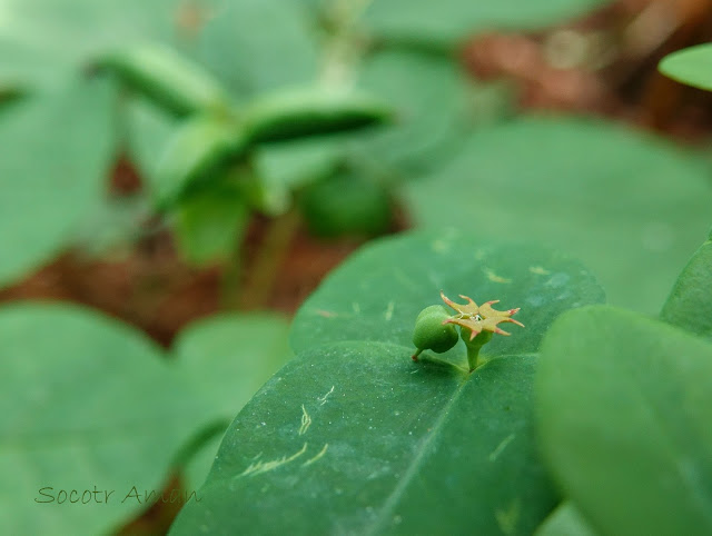 Euphorbia sieboldiana