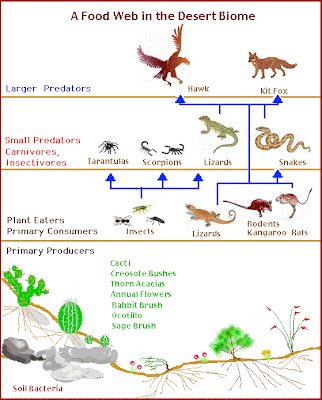 desert food chain diagram. desert food chain diagram.