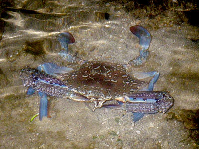 Flower Crab (Portunus pelagicus)