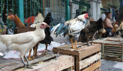 Peluang Usaha Rumahan di Desa Ternak Ayam Kampung