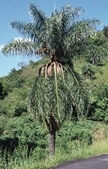 Acrocomia_aculeata2