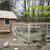 Diy Deep Litter Chicken Coop