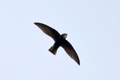 Little Swift