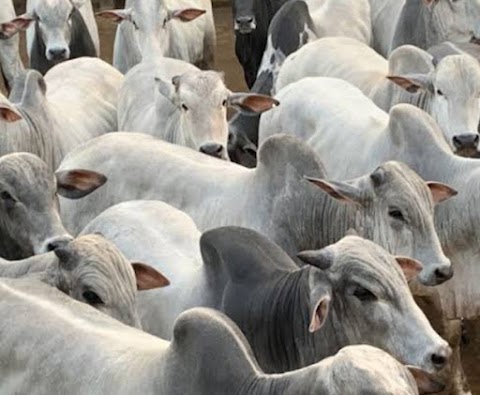 Governo confirma Caso de vaca louca em uma propriedade do Pará