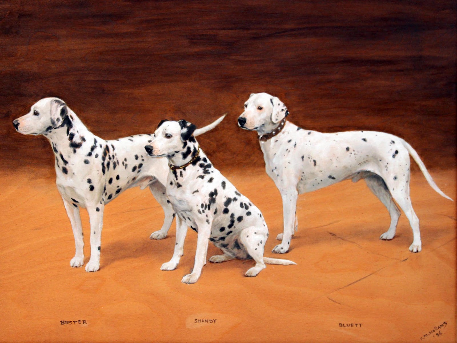 Dalmatian Wallpapers | Animal Literature