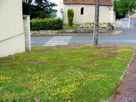 Wild flower rich nature strip next to the public library in Preuilly sur Claise. Indre et Loire. France. Photo by Susan Walter.