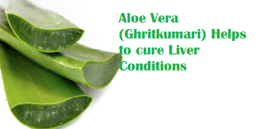 Aloe Vera (Ghritkumari) Helps to cure Liver Conditions