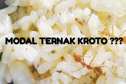 Memulai Bisnis Ternak Kroto