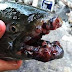 Fukushima: Comer pescado del Pacífico, pronto será sentencia de muerte