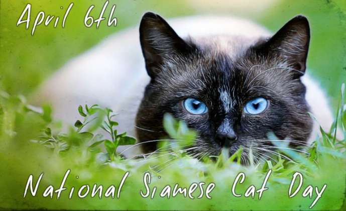 National Siamese Cat Day Wishes Images download