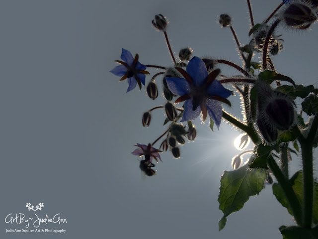 Borage & Bees 21 Photo Prints