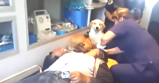 Vídeo flagra cachorros invadindo ambulância para verem dono acidentado, assista