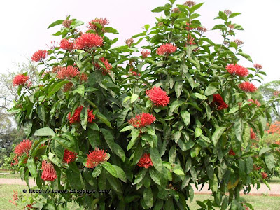 Jungle geranium - Ixora Coccinea