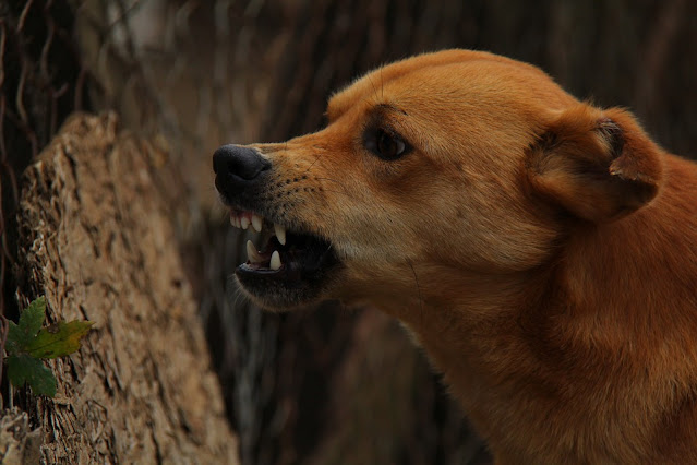 perro con rabia