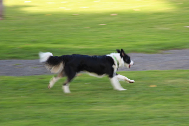 Un perro en el parque de La Orconera