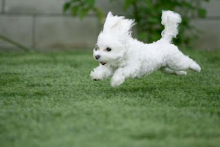 Bichon Frise Puppy Picture