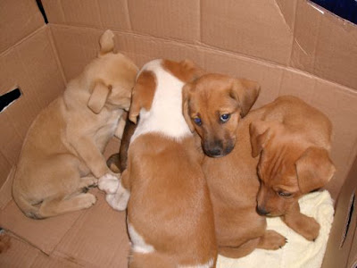 dachshund golden retriever mix puppies. golden retriever mix chow.