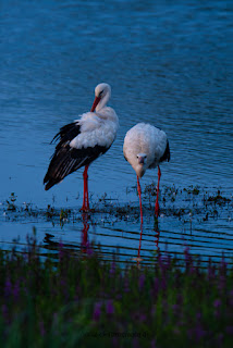 Wildlifefotografie Lippeaue Weißstorch