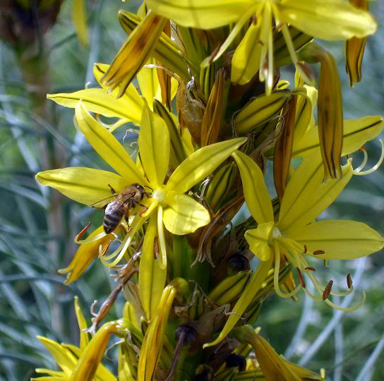 Asphodeline lutea