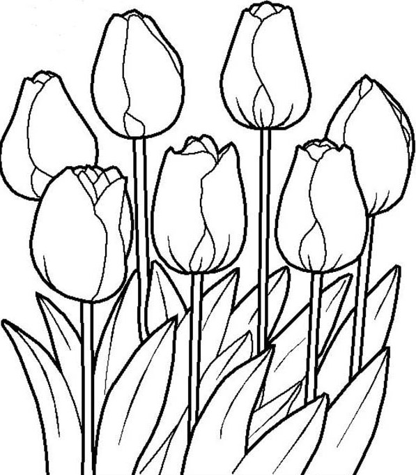 Gambar Mewarnai  Bunga  Tulip Terbaru gambarcoloring