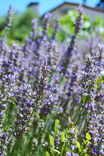 Lavender at Castoro Cellars