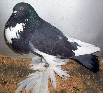 Pomeranian Pouter Pigeon