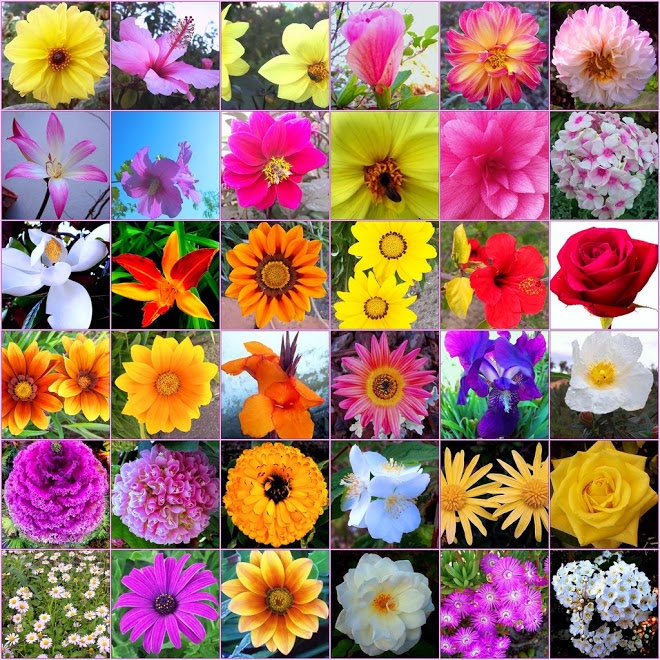 types of flowers video Flores De Bach | 660 x 660