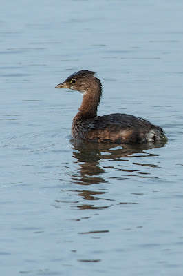 Pied-billed Grebe, White Rock Lake