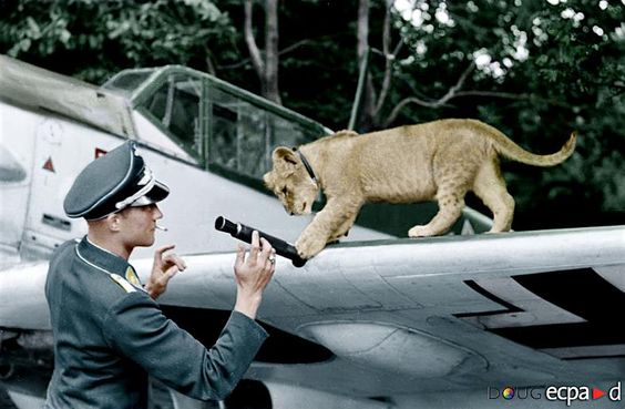 4 August 1940 worldwartwo.filminspector.com Franz von Werra Bf 109E pet lion cub Simba