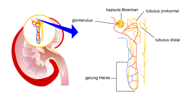 Bowman dan glomerulus