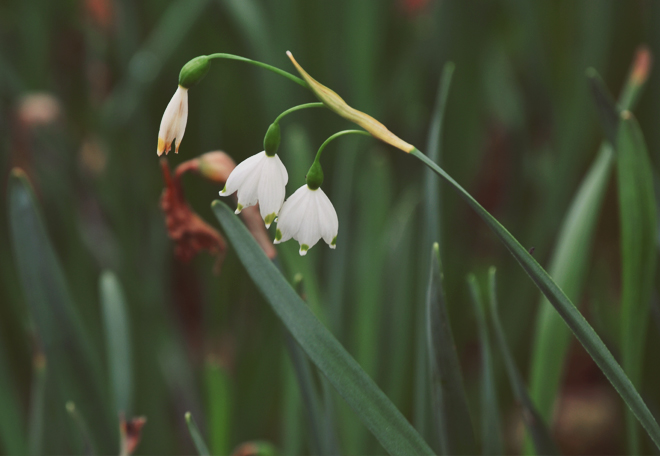 The Flying Clubhouse: Snowdrop