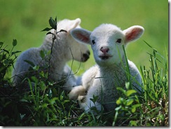 Real Lambs