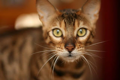 12- قط البينغال Bengal cat