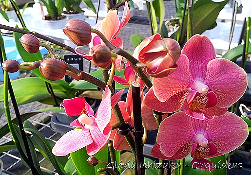 Glória Ishizaka - orquideas 19