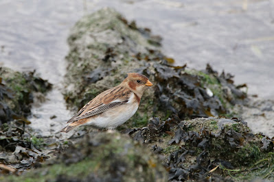 Sneeuwgors - Sniefink - Plectrophenax nivalis