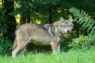 Falscher Freund - offener Feind - Fabel John Gay