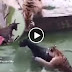 Video : Pekerja Zoo Bagi Harimau Makan Keldai Hidup