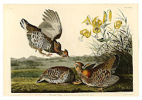 Audubon Bird