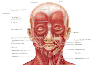 PEN JAS OR KES REK for Tomorrow SISTEM OTOT  MUSCULUS SYSTEM 