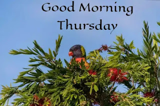 Good morning happy Thursday