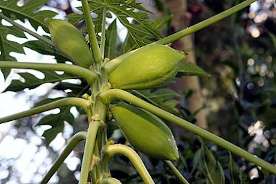 Papayas-papaw-pawpaw