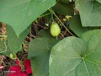 Vine fruit, Foster Community Garden - Honolulu, HI