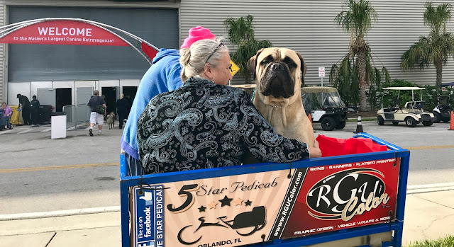 Bull Mastiff show dog #AKCDogShow #TheBigDogShow #RoyalCaninDogs