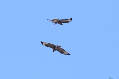 "Common Buzzards - Buteo buteo,winter visitor,circling each other."