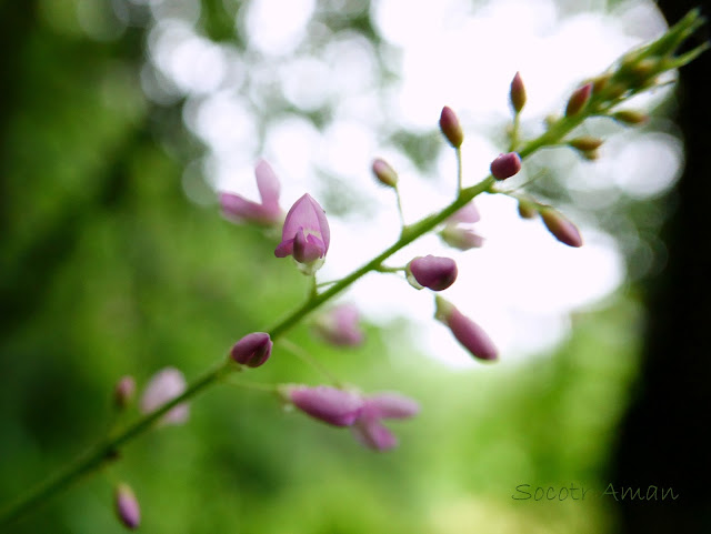 Desmodium oldhamii