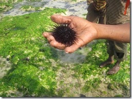 Sea Urchin