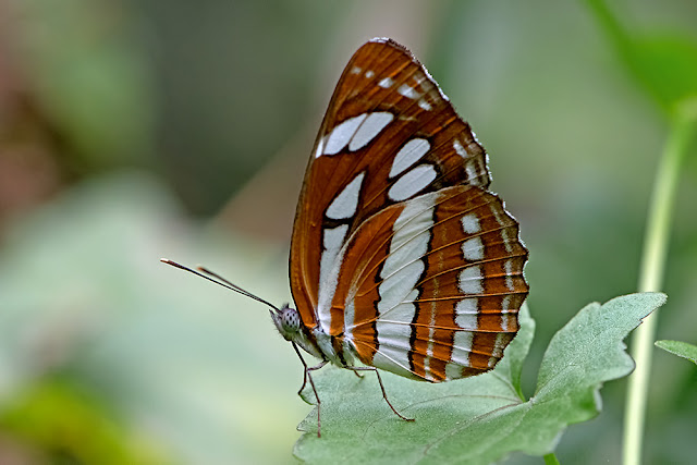 Neptis hylas the Common Sailor butterfly