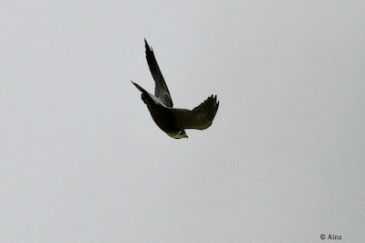 "Peregrine Falcon (Shaheen)flying past in low light."