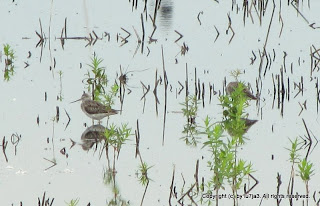 Greater Yellowlegs